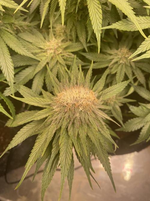 EPICC/CAPTAIN/RUNTZ/FirstTentGrow. Week 10 - Runtz #1