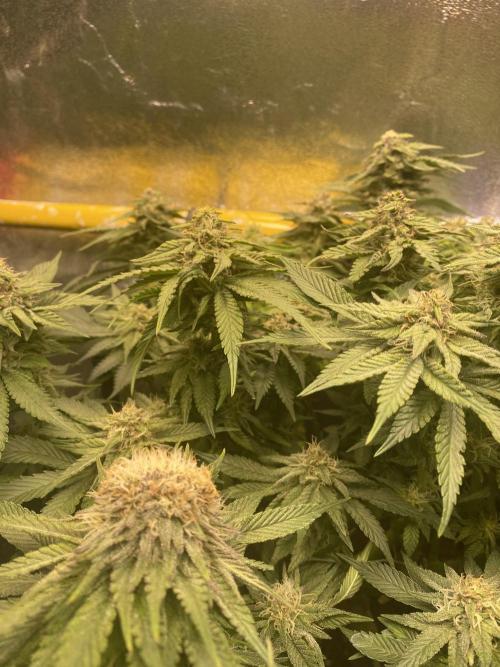 EPICC/CAPTAIN/RUNTZ/FirstTentGrow. Week 10 - Runtz #1