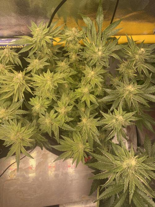 EPICC/CAPTAIN/RUNTZ/FirstTentGrow. Week 10 - Runtz # 2