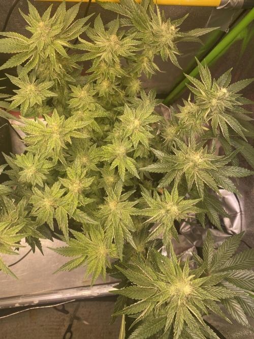 EPICC/CAPTAIN/RUNTZ/FirstTentGrow. Week 10 - Runtz #2