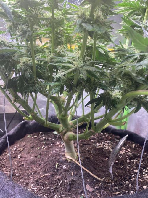 EPICC/CAPTAIN/RUNTZ/FirstTentGrow. Week 10 - Runtz #2