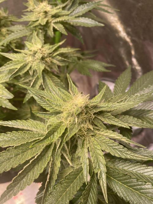 EPICC/CAPTAIN/RUNTZ/FirstTentGrow. Week 10 - Runtz #2
