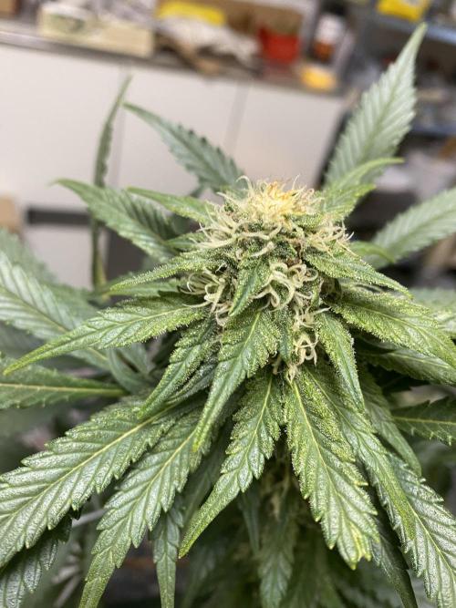 EPICC/CAPTAIN/RUNTZ/FirstTentGrow. Week 10 - Epic Buzz