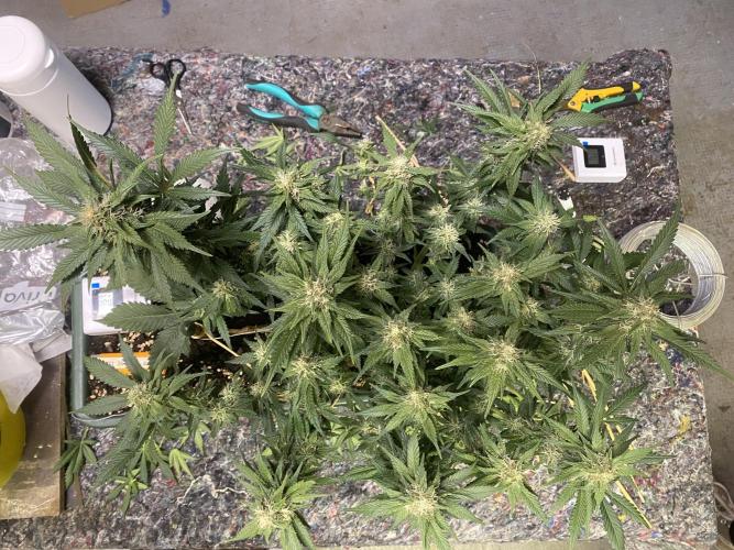 EPICC/CAPTAIN/RUNTZ/FirstTentGrow. Week 10