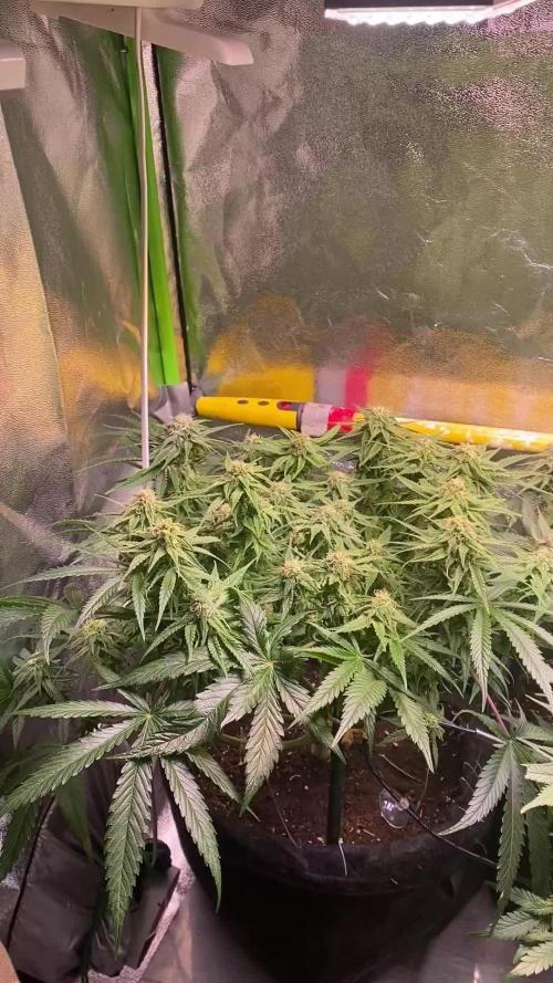 EPICC/CAPTAIN/RUNTZ/FirstTentGrow