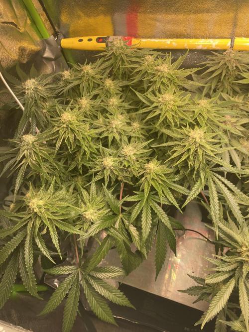 EPICC/CAPTAIN/RUNTZ/FirstTentGrow. Week 11 - Captain Future 