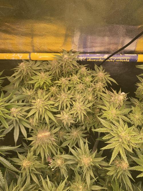EPICC/CAPTAIN/RUNTZ/FirstTentGrow. Week 11 - Runtz #1