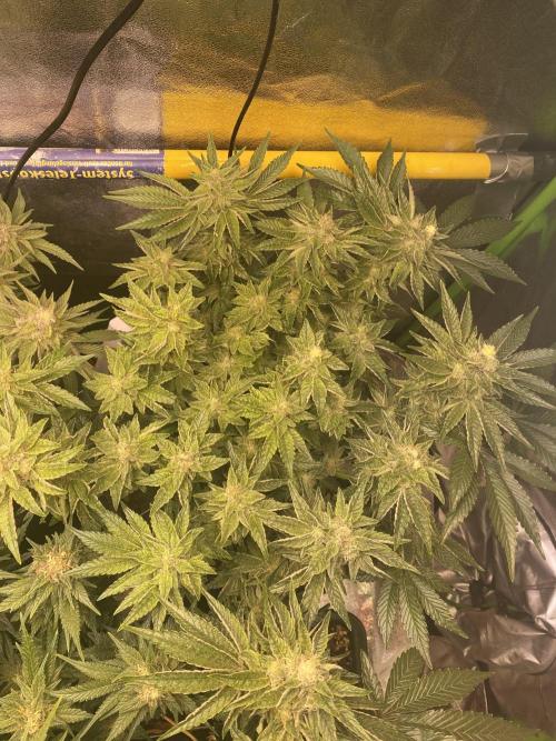 EPICC/CAPTAIN/RUNTZ/FirstTentGrow. Week 11 - Runtz #2