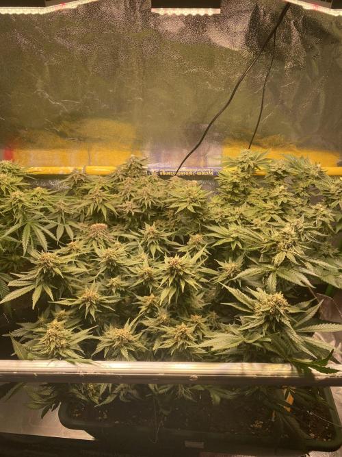 EPICC/CAPTAIN/RUNTZ/FirstTentGrow. Week 11 - Epic Buzz (Front) 