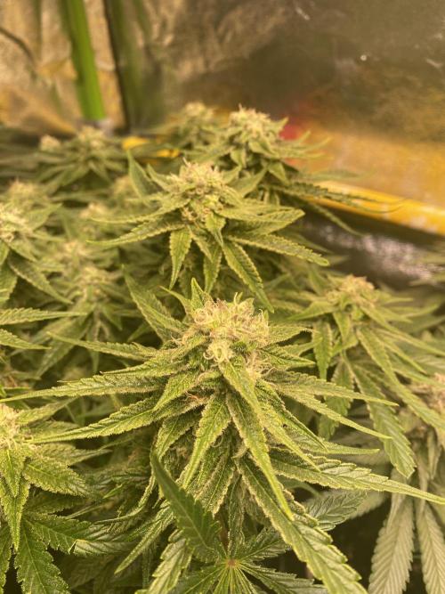 EPICC/CAPTAIN/RUNTZ/FirstTentGrow. Week 11 - Runtz #1