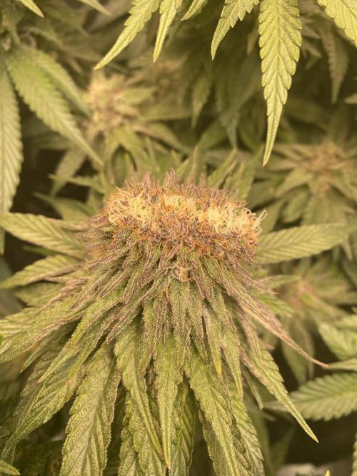 EPICC/CAPTAIN/RUNTZ/FirstTentGrow. Week 11 - Runtz #1 Crazy Mutanten Bud 
