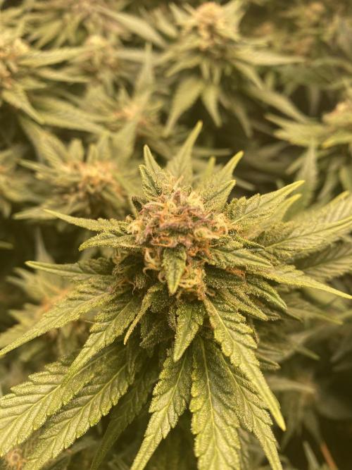 EPICC/CAPTAIN/RUNTZ/FirstTentGrow. Week 11 - Runtz %2