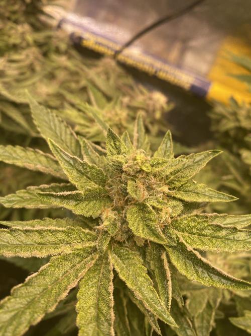 EPICC/CAPTAIN/RUNTZ/FirstTentGrow. Week 11 - Runtz #2