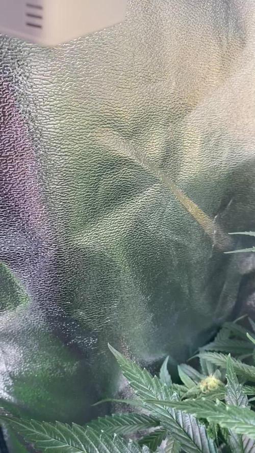 EPICC/CAPTAIN/RUNTZ/FirstTentGrow