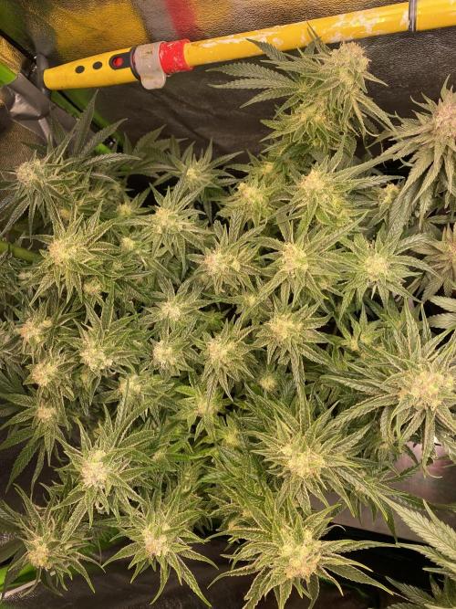 EPICC/CAPTAIN/RUNTZ/FirstTentGrow. Week 12 - Captain Future 