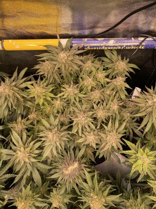 EPICC/CAPTAIN/RUNTZ/FirstTentGrow. Week 12 - Runtz #1