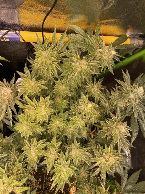 EPICC/CAPTAIN/RUNTZ/FirstTentGrow. Week 12 - Runtz #2