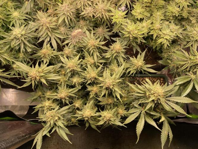 EPICC/CAPTAIN/RUNTZ/FirstTentGrow. Week 12 - Epic Buzz 