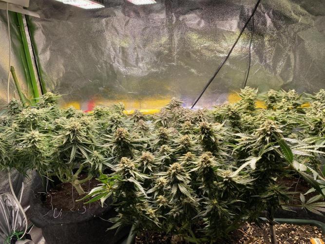 EPICC/CAPTAIN/RUNTZ/FirstTentGrow. Week 12 - Family 