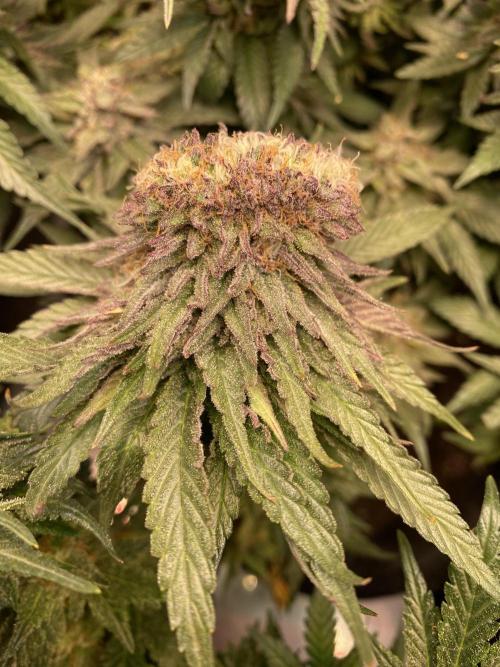 EPICC/CAPTAIN/RUNTZ/FirstTentGrow. Week 12 - Runtz #1 Crazy Bud 