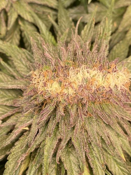 EPICC/CAPTAIN/RUNTZ/FirstTentGrow. Week 12 - Runtz #1 Crazy Bud 