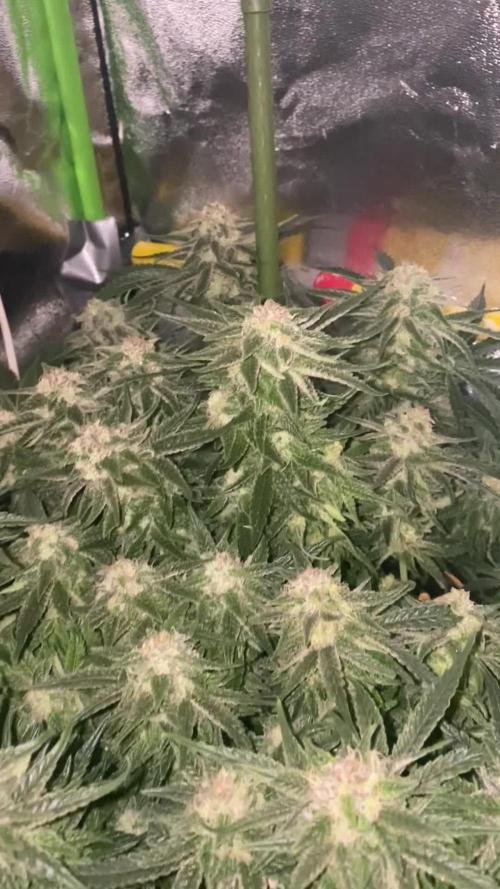 EPICC/CAPTAIN/RUNTZ/FirstTentGrow