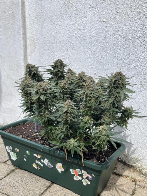 EPICC/CAPTAIN/RUNTZ/FirstTentGrow. Week 13 - Epic Buzz 