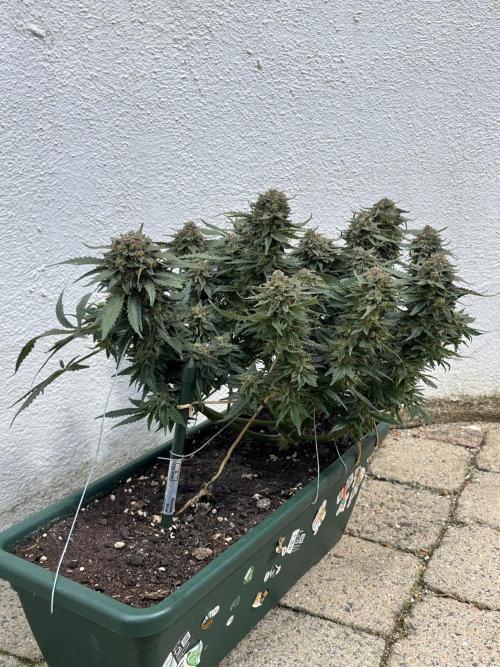 EPICC/CAPTAIN/RUNTZ/FirstTentGrow. Week 13 - Epic Buzz 
