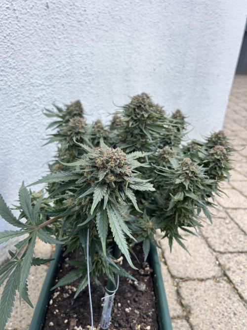 EPICC/CAPTAIN/RUNTZ/FirstTentGrow. Week 13 - Epic Buzz 