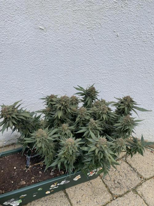 EPICC/CAPTAIN/RUNTZ/FirstTentGrow. Week 13 - Epic Buzz 