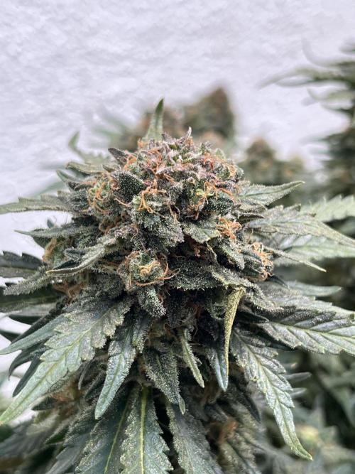 EPICC/CAPTAIN/RUNTZ/FirstTentGrow. Week 13 - Epic Buzz 
