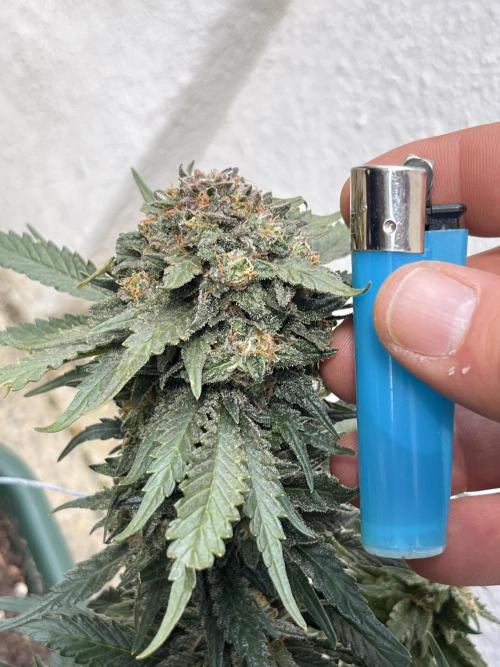 EPICC/CAPTAIN/RUNTZ/FirstTentGrow. Week 13 - Epic Buzz 