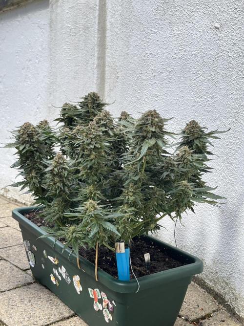 EPICC/CAPTAIN/RUNTZ/FirstTentGrow. Week 13 - Epic Buzz 