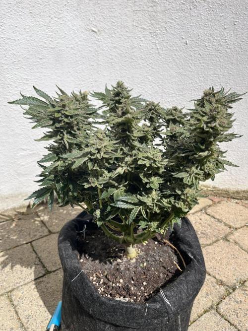 EPICC/CAPTAIN/RUNTZ/FirstTentGrow. Week 13 - Runtz #1 