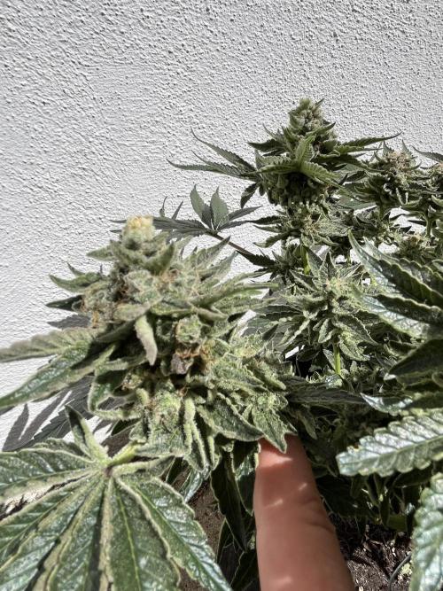 EPICC/CAPTAIN/RUNTZ/FirstTentGrow. Week 13 - Runtz #1