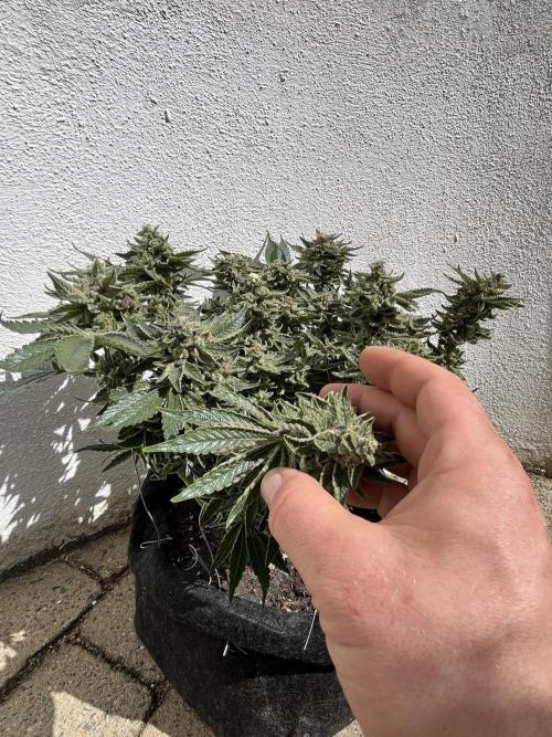 EPICC/CAPTAIN/RUNTZ/FirstTentGrow. Week 13