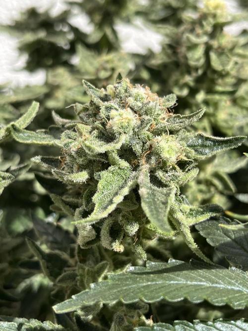 EPICC/CAPTAIN/RUNTZ/FirstTentGrow. Week 13 - Runtz #1