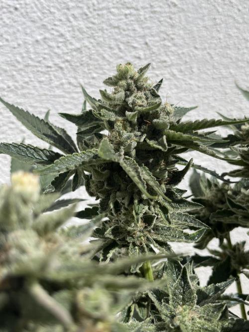 EPICC/CAPTAIN/RUNTZ/FirstTentGrow. Week 13 - Runtz #1