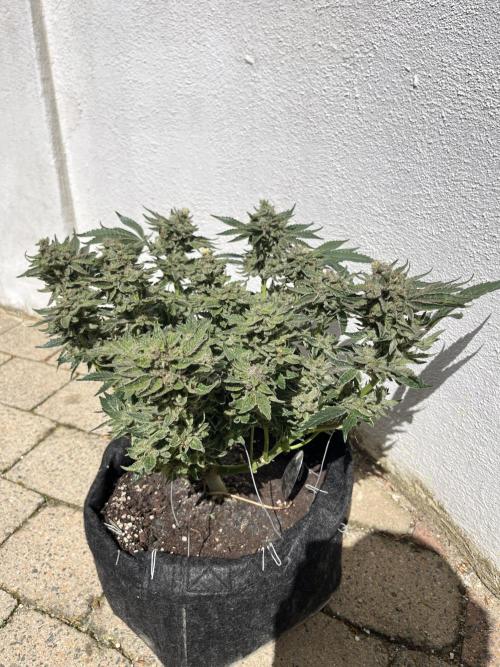 EPICC/CAPTAIN/RUNTZ/FirstTentGrow. Week 13 - Runtz #1