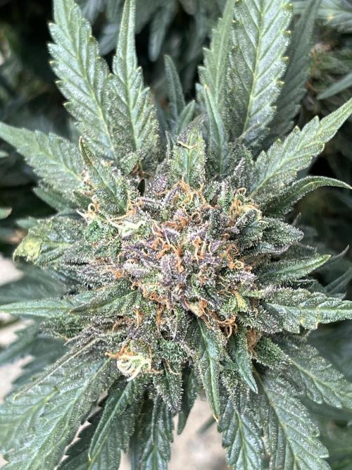 EPICC/CAPTAIN/RUNTZ/FirstTentGrow. Week 13 - Runtz #1