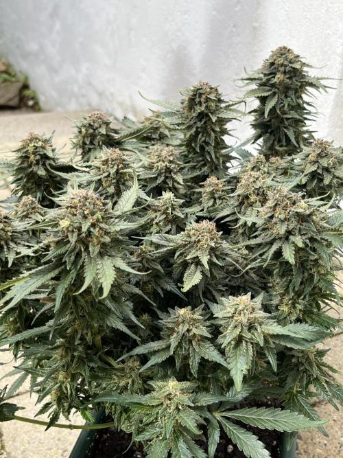 EPICC/CAPTAIN/RUNTZ/FirstTentGrow. Week 13 - Runtz #1
