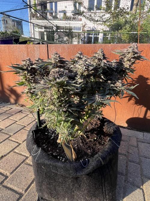 EPICC/CAPTAIN/RUNTZ/FirstTentGrow. Week 13 - Runtz #2