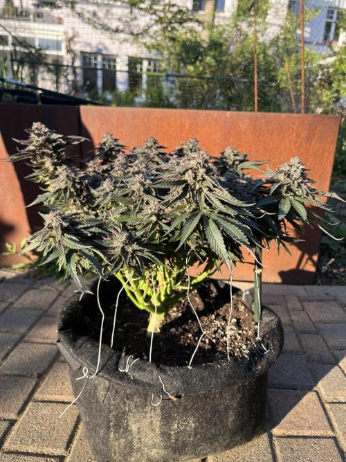 EPICC/CAPTAIN/RUNTZ/FirstTentGrow. Week 13 - Runtz #2