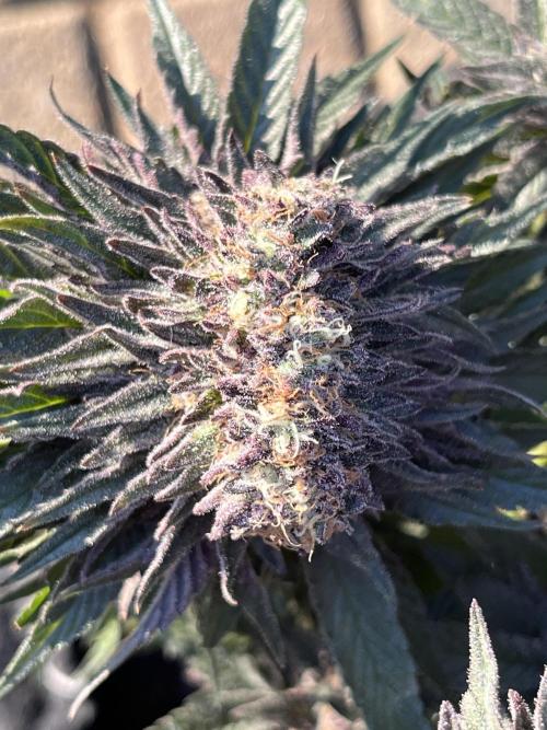 EPICC/CAPTAIN/RUNTZ/FirstTentGrow. Week 13 - Poly Bud 
