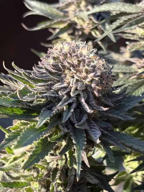 EPICC/CAPTAIN/RUNTZ/FirstTentGrow. Week 13 - Poly Bud 