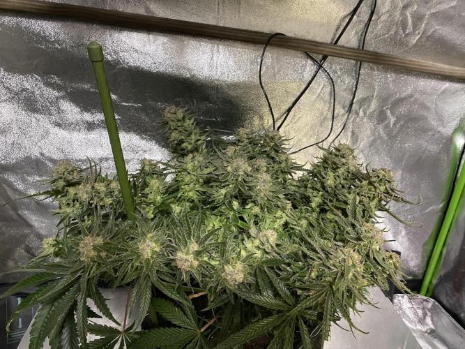 EPICC/CAPTAIN/RUNTZ/FirstTentGrow. Week 13 - Captain Future 