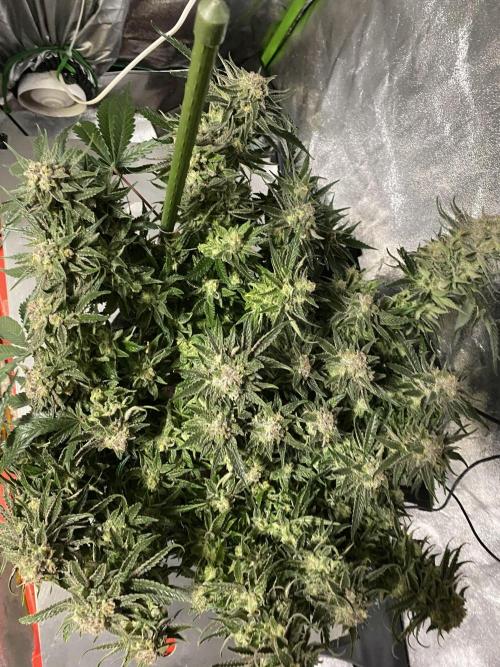 EPICC/CAPTAIN/RUNTZ/FirstTentGrow. Week 13 - Captain Future 
