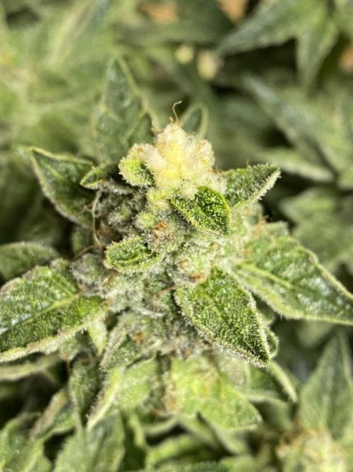 EPICC/CAPTAIN/RUNTZ/FirstTentGrow. Week 13 - Runtz #1