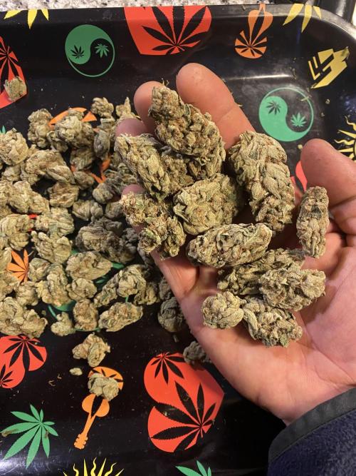 EPICC/CAPTAIN/RUNTZ/FirstTentGrow. Week 14 - Runtz #2
