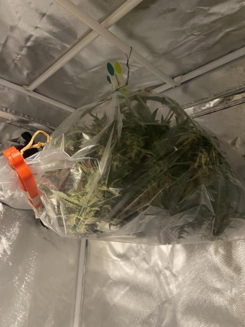 EPICC/CAPTAIN/RUNTZ/FirstTentGrow. Week 14 - This is the best way my opinion :-D 